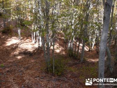 Excursiones organizadas desde Madrid, Parque Natural del Hayedo de Tejera Negra; federacion de monta